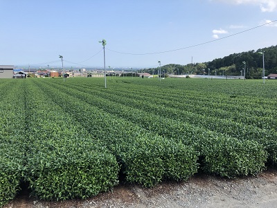 PRエリア茶畑400